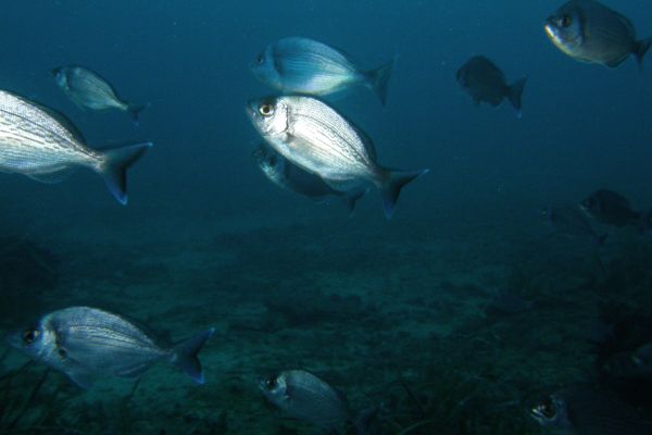 Sar commun  Diplodus sargus